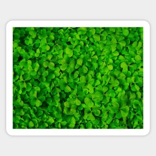 green Clover photo Sticker